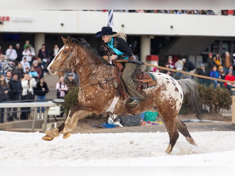 Arbeitspferd Mix Wallach 6 Jahre 168 cm in Hastings