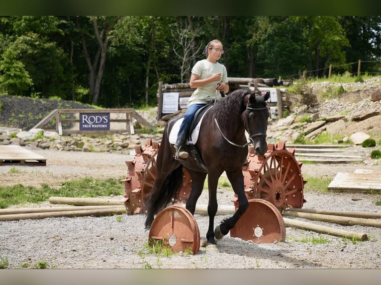 Arbeitspferd Wallach 6 Jahre 168 cm Rappe in Fresno, OH