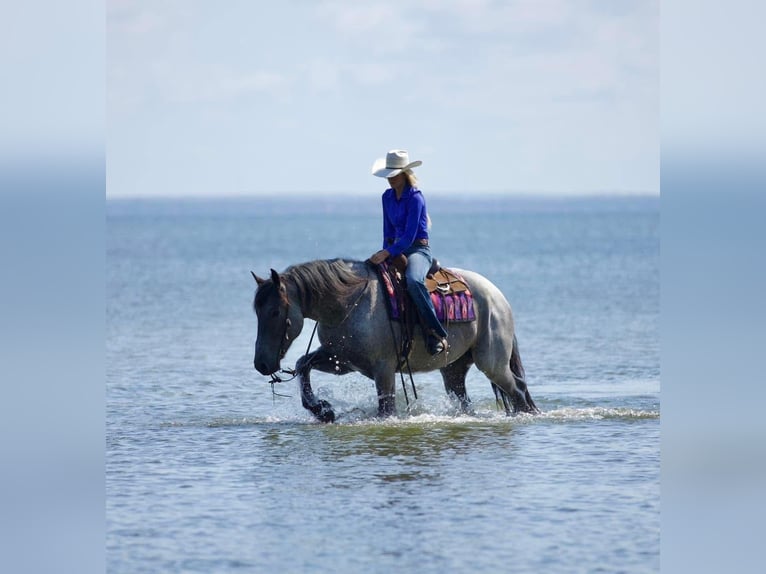 Arbeitspferd Mix Wallach 6 Jahre 168 cm Roan-Blue in Lufkin, TX