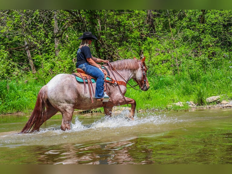 Arbeitspferd Wallach 6 Jahre 168 cm Roan-Red in Russellville OH