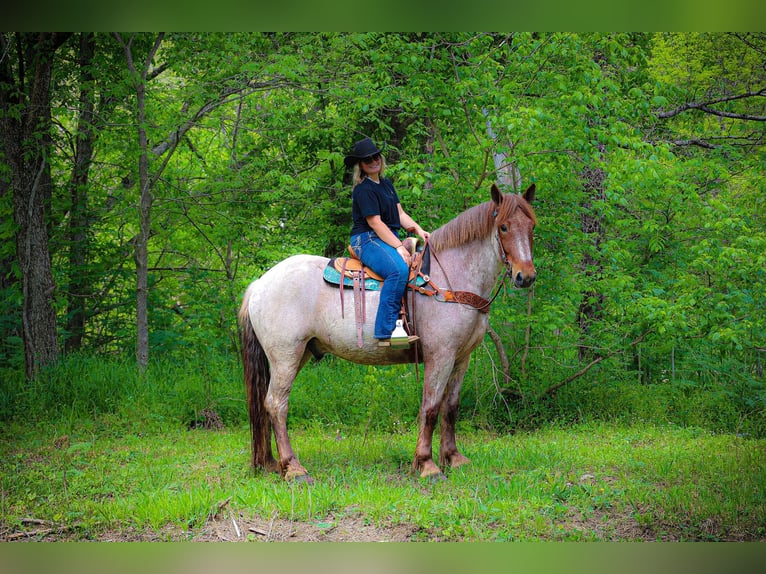 Arbeitspferd Wallach 6 Jahre 168 cm Roan-Red in Russellville OH