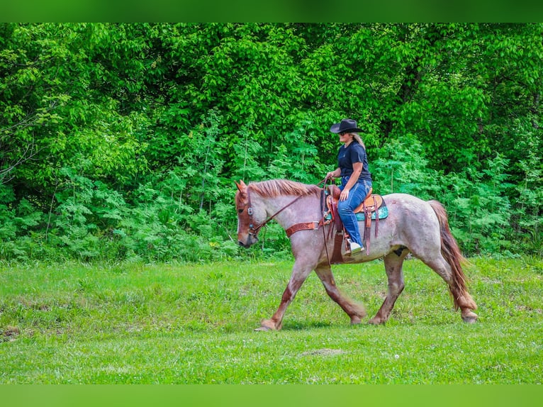 Arbeitspferd Wallach 6 Jahre 168 cm Roan-Red in Russellville OH