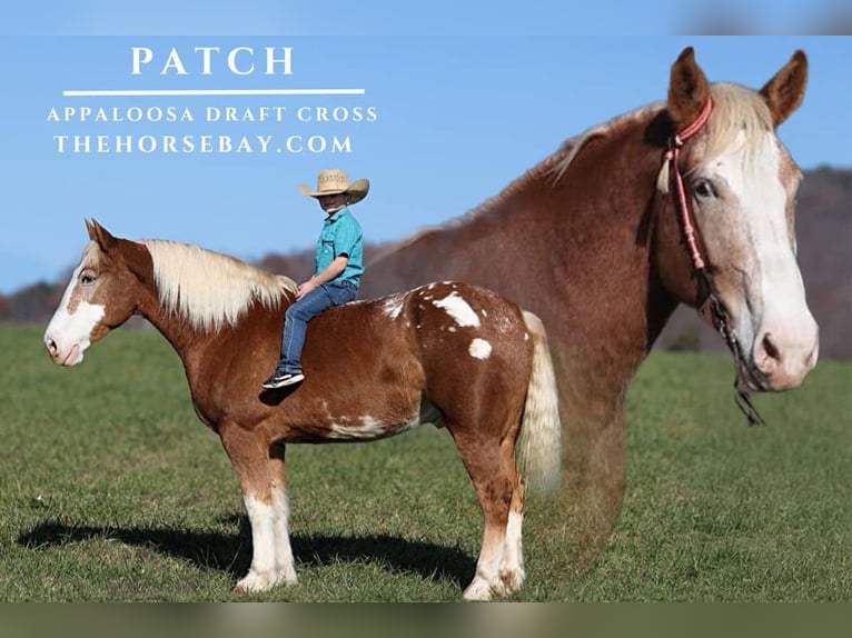 Arbeitspferd Wallach 6 Jahre 168 cm Rotfuchs in Parkers Lake, KY
