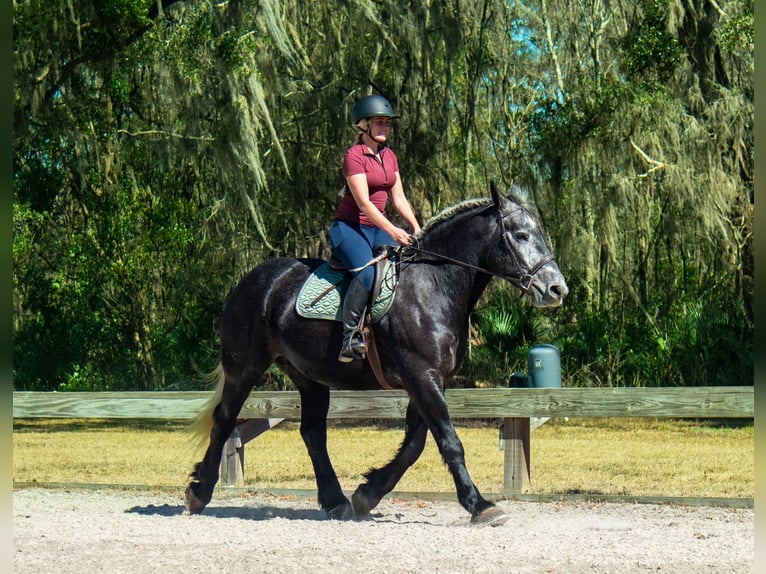 Arbeitspferd Mix Wallach 6 Jahre 168 cm Schimmel in Ocala