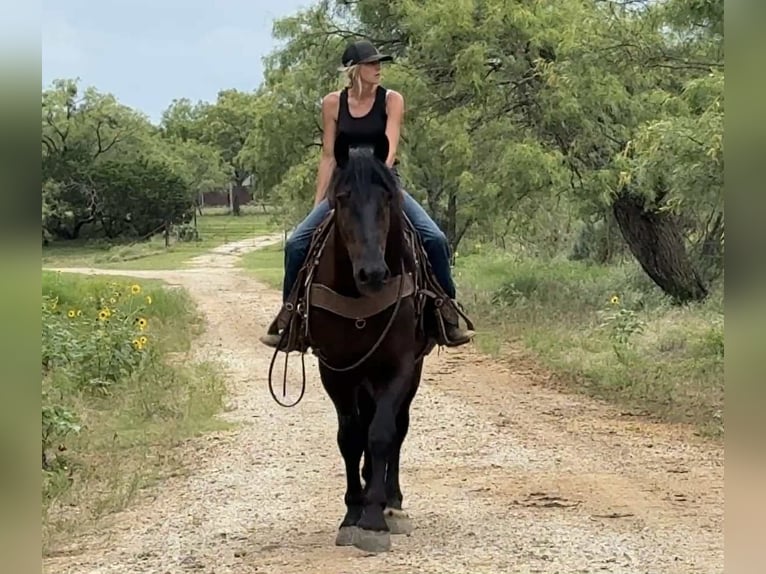 Arbeitspferd Wallach 6 Jahre 170 cm Rappe in Jacksboro TX
