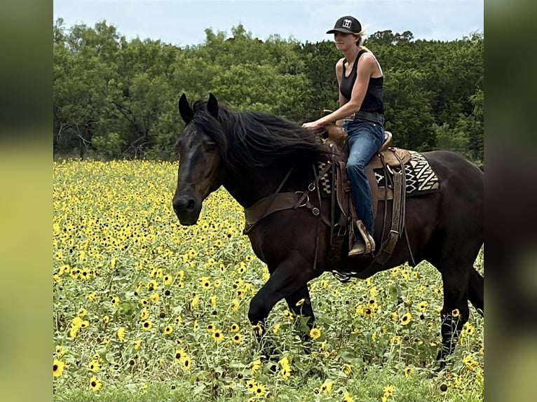 Arbeitspferd Wallach 6 Jahre 170 cm Rappe in Jacksboro TX