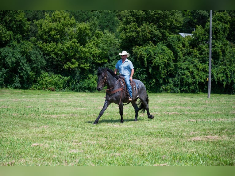 Arbeitspferd Wallach 6 Jahre 170 cm Roan-Blue in Middletown OH