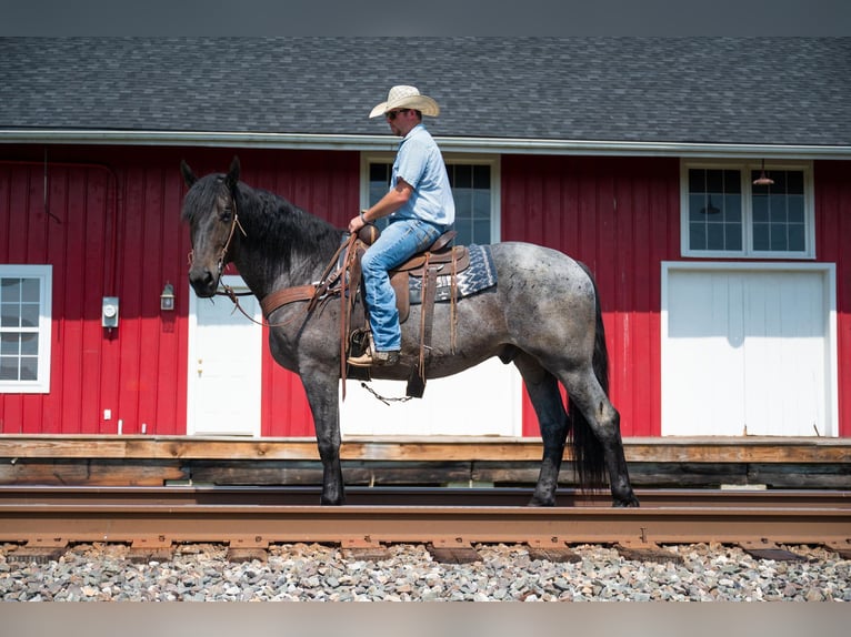 Arbeitspferd Wallach 6 Jahre 170 cm Roan-Blue in Middletown OH