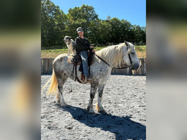 Arbeitspferd Mix Wallach 6 Jahre 173 cm Apfelschimmel in Clearville