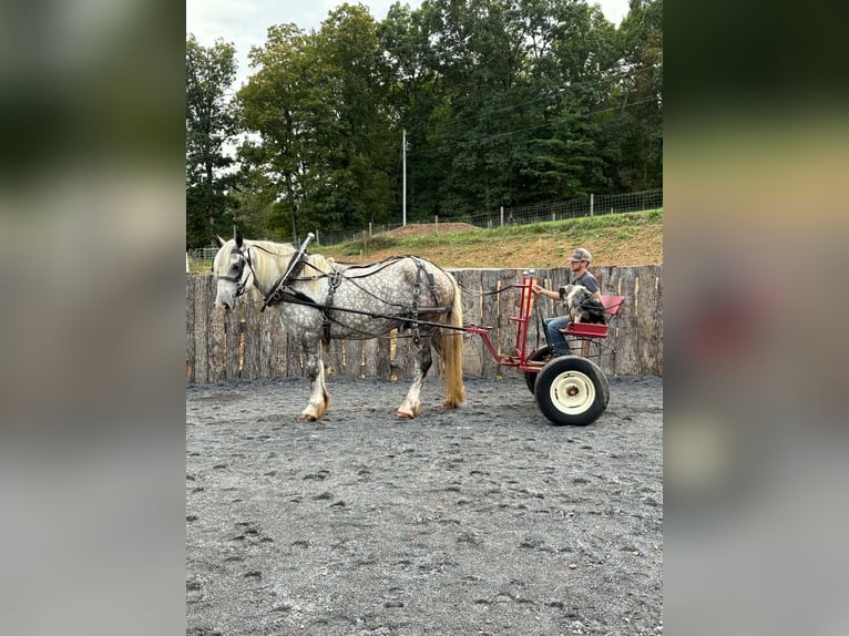 Arbeitspferd Mix Wallach 6 Jahre 173 cm Apfelschimmel in Clearville