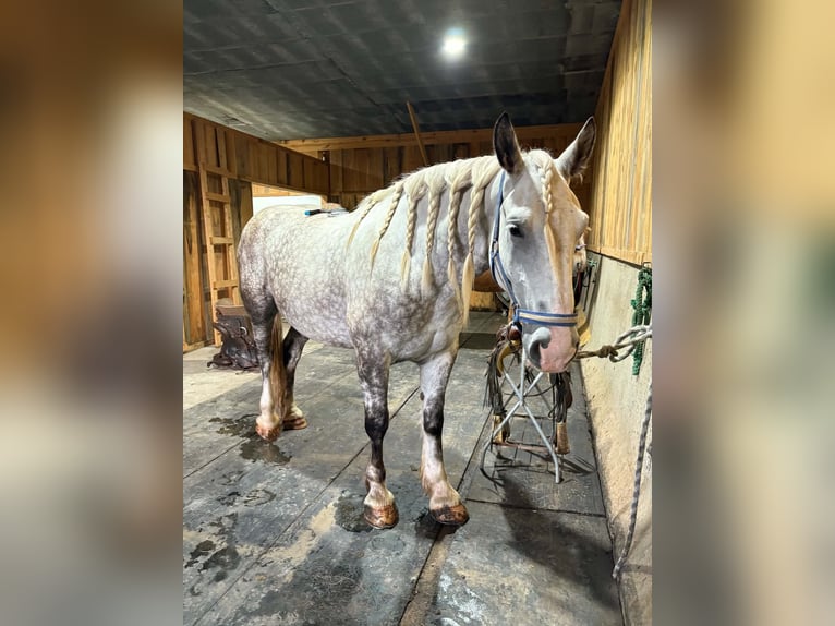 Arbeitspferd Mix Wallach 6 Jahre 173 cm Apfelschimmel in Clearville