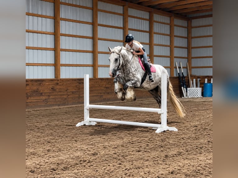 Arbeitspferd Mix Wallach 6 Jahre 173 cm Apfelschimmel in Clearville