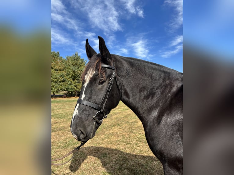 Arbeitspferd Mix Wallach 6 Jahre 173 cm Rappe in Berryville, VA