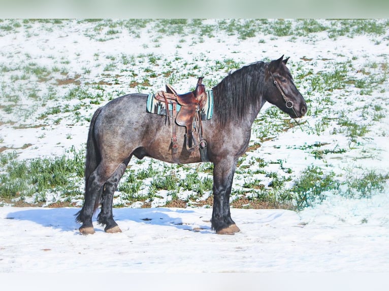 Arbeitspferd Mix Wallach 6 Jahre 173 cm Roan-Blue in Millersburg