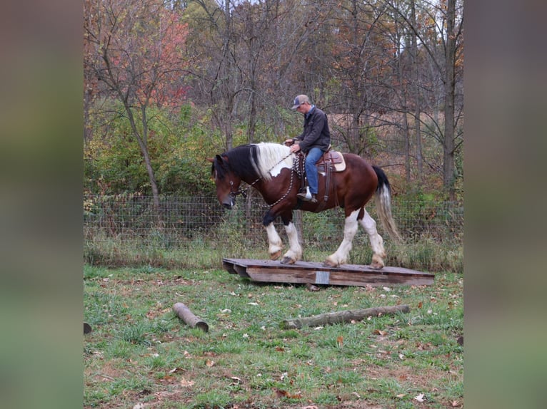 Arbeitspferd Mix Wallach 6 Jahre 173 cm Schecke in Howell