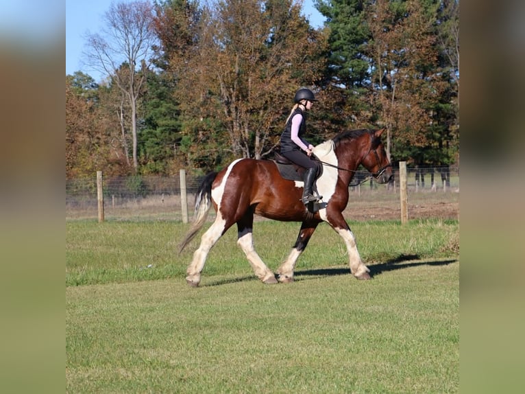 Arbeitspferd Mix Wallach 6 Jahre 173 cm Schecke in Howell
