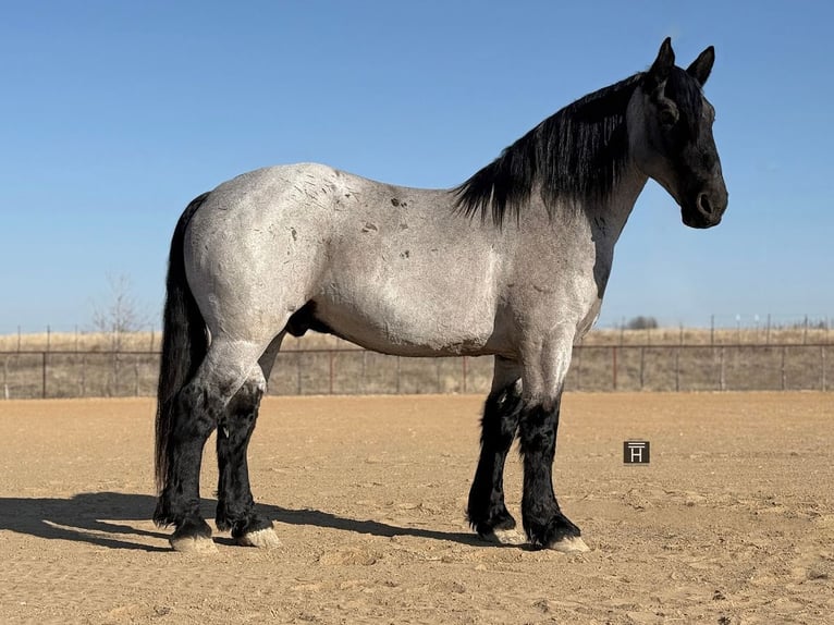 Arbeitspferd Mix Wallach 6 Jahre 183 cm Roan-Blue in Weatherford