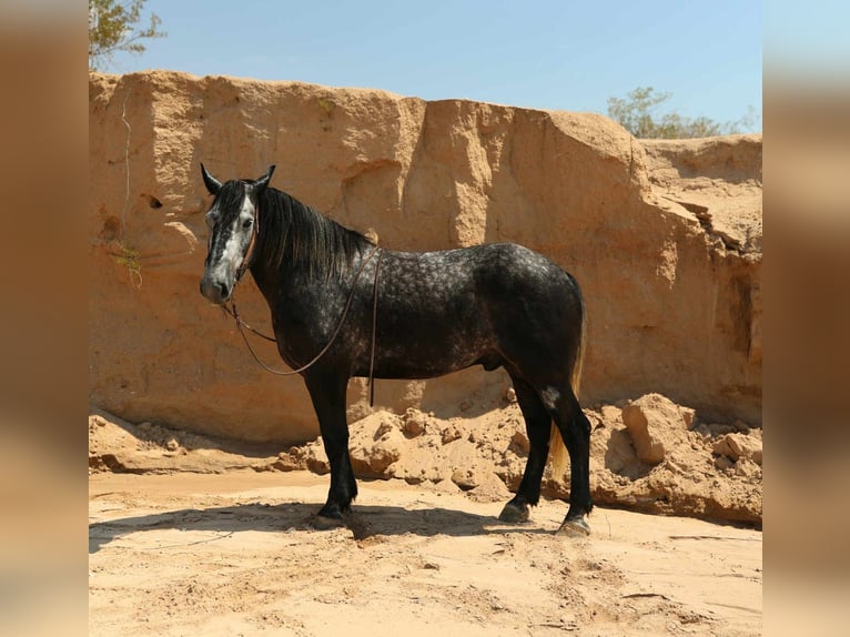 Arbeitspferd Wallach 6 Jahre Apfelschimmel in El Paso
