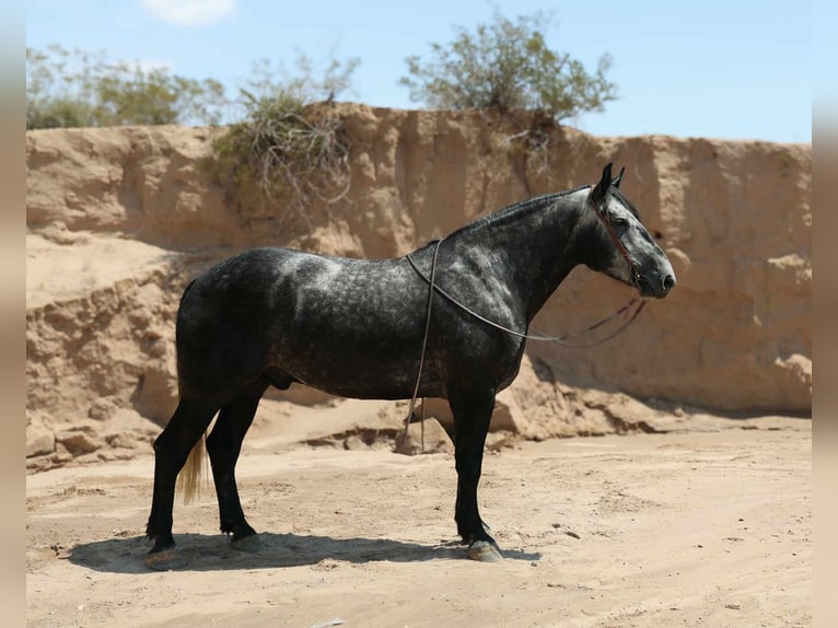 Arbeitspferd Wallach 6 Jahre Apfelschimmel in El Paso