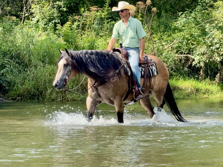 Arbeitspferd Mix Wallach 6 Jahre Buckskin in Holland