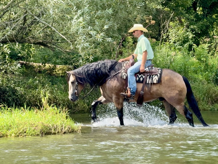 Arbeitspferd Mix Wallach 6 Jahre Buckskin in Holland