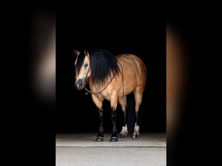 Arbeitspferd Mix Wallach 6 Jahre Buckskin in Holland
