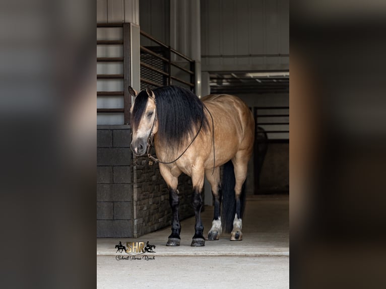 Arbeitspferd Mix Wallach 6 Jahre Buckskin in Holland