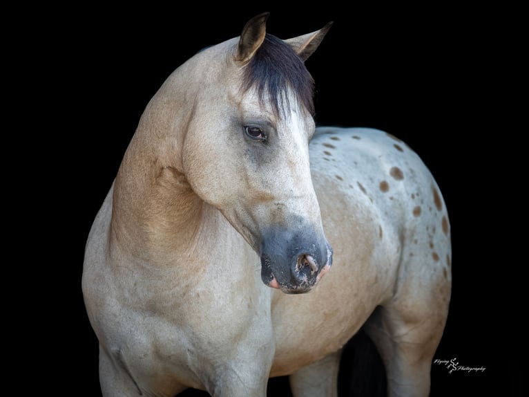 Arbeitspferd Mix Wallach 6 Jahre Buckskin in Rockville