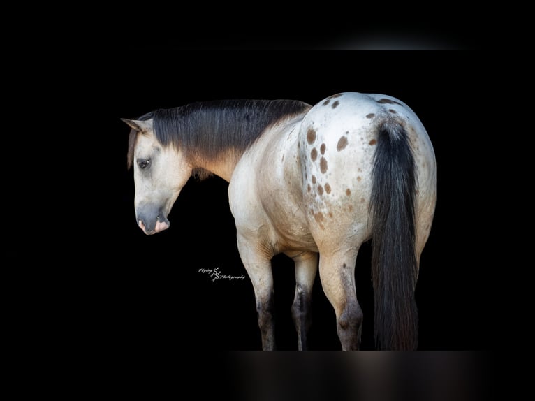 Arbeitspferd Mix Wallach 6 Jahre Buckskin in Rockville