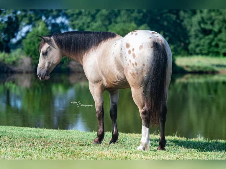 Arbeitspferd Mix Wallach 6 Jahre Buckskin in Rockville