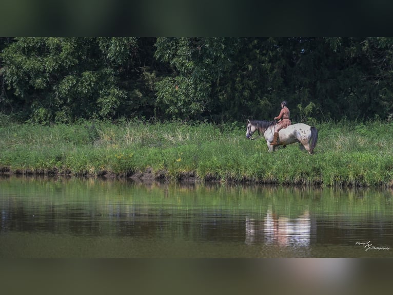 Arbeitspferd Mix Wallach 6 Jahre Buckskin in Rockville