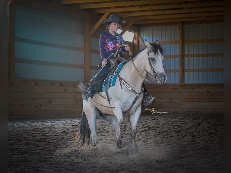 Arbeitspferd Mix Wallach 6 Jahre Buckskin in Rockville