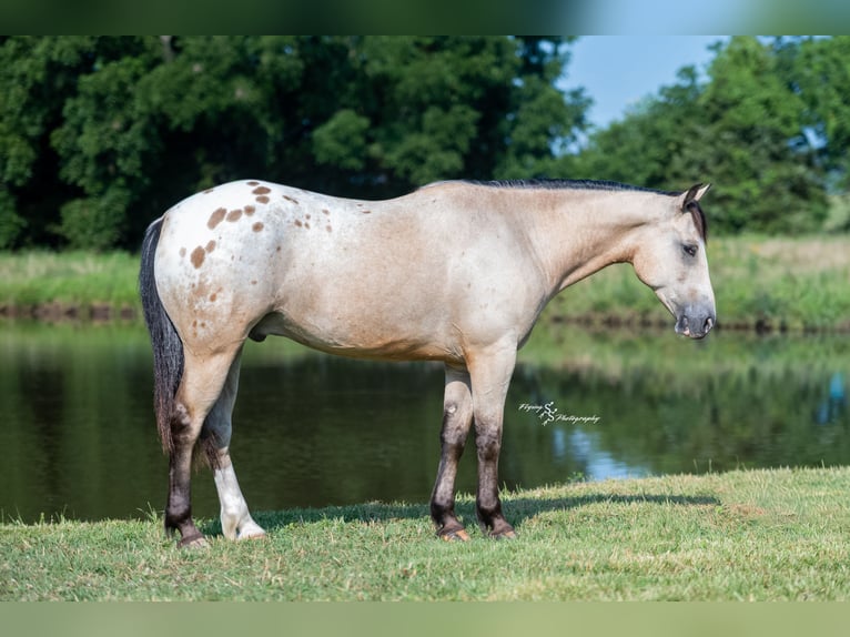 Arbeitspferd Mix Wallach 6 Jahre Buckskin in Rockville
