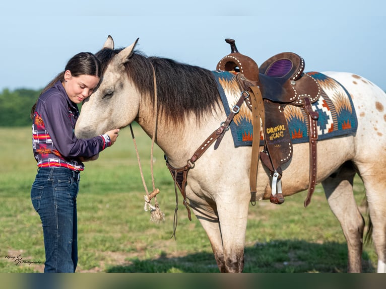 Arbeitspferd Mix Wallach 6 Jahre Buckskin in Rockville