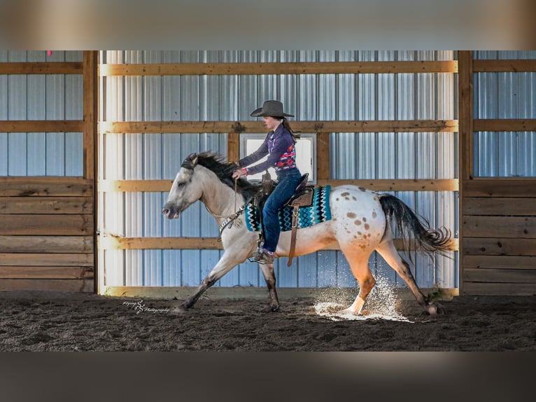 Arbeitspferd Mix Wallach 6 Jahre Buckskin in Rockville
