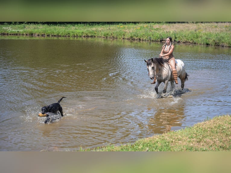 Arbeitspferd Mix Wallach 6 Jahre Buckskin in Rockville