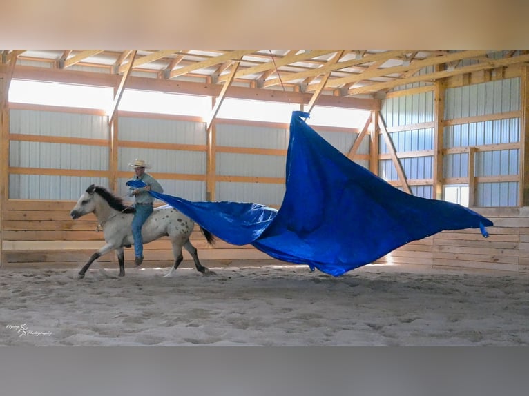 Arbeitspferd Mix Wallach 6 Jahre Buckskin in Rockville