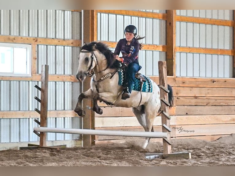 Arbeitspferd Mix Wallach 6 Jahre Buckskin in Rockville