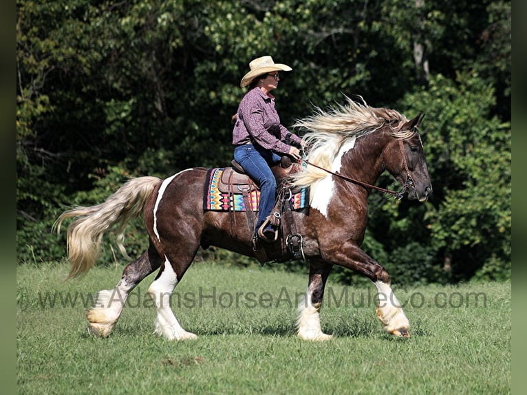 Arbeitspferd Wallach 6 Jahre in Mount Vernon