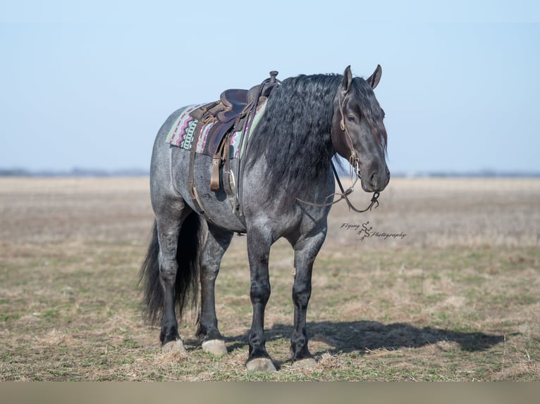 Arbeitspferd Wallach 6 Jahre Roan-Blue in Fairbank IA