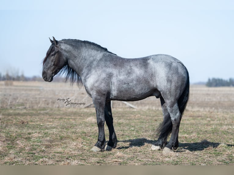 Arbeitspferd Wallach 6 Jahre Roan-Blue in Fairbank IA
