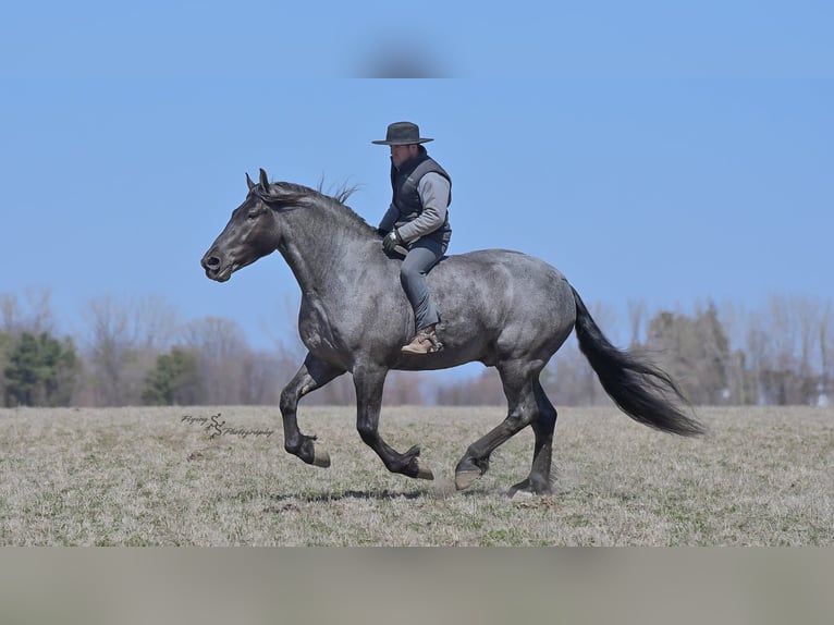 Arbeitspferd Wallach 6 Jahre Roan-Blue in Fairbank IA