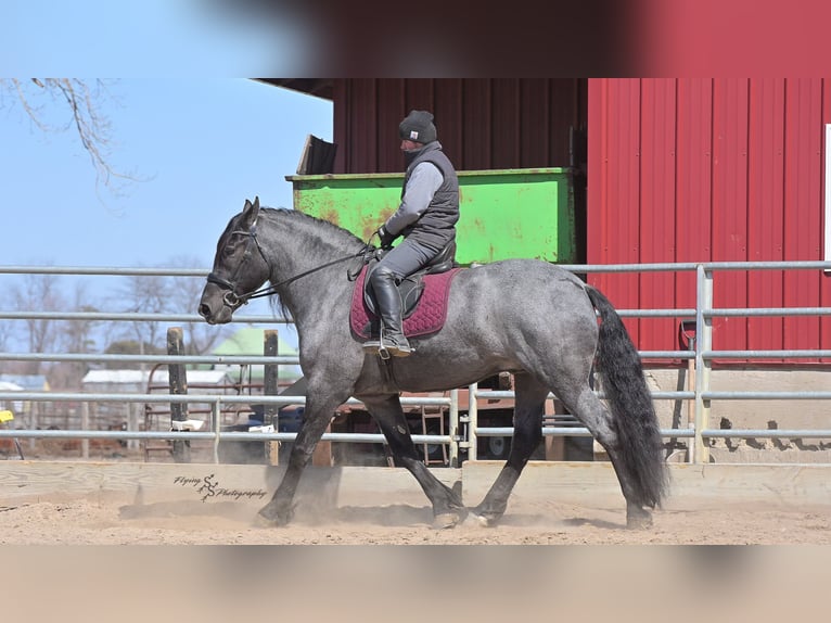 Arbeitspferd Wallach 6 Jahre Roan-Blue in Fairbank IA