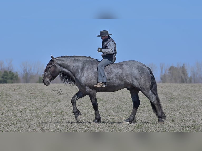 Arbeitspferd Wallach 6 Jahre Roan-Blue in Fairbank IA