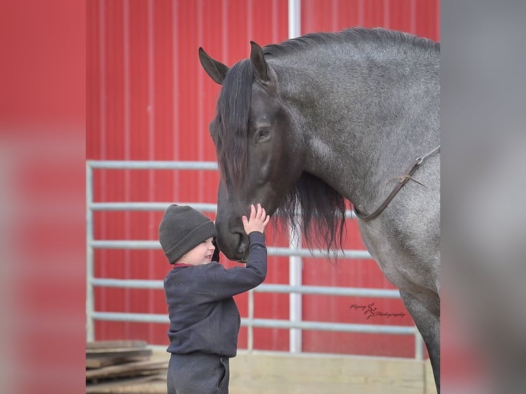 Arbeitspferd Wallach 6 Jahre Roan-Blue in Fairbank IA