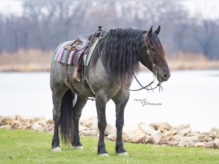 Arbeitspferd Wallach 6 Jahre Roan-Blue in Fairbank IA