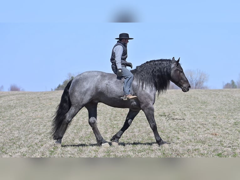 Arbeitspferd Wallach 6 Jahre Roan-Blue in Fairbank IA