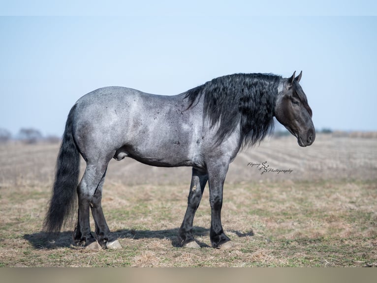 Arbeitspferd Wallach 6 Jahre Roan-Blue in Fairbank IA