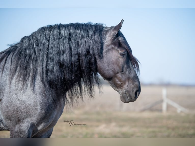 Arbeitspferd Wallach 6 Jahre Roan-Blue in Fairbank IA