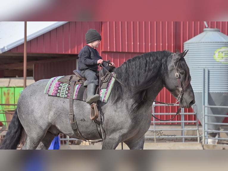 Arbeitspferd Wallach 6 Jahre Roan-Blue in Fairbank IA